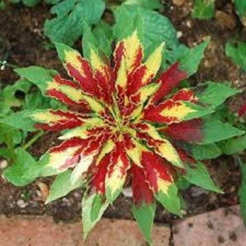 Amaranthus Tricolour Mixed Color - Desi Flower Seeds