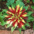 Amaranthus Tricolour Mixed Color - Desi Flower Seeds