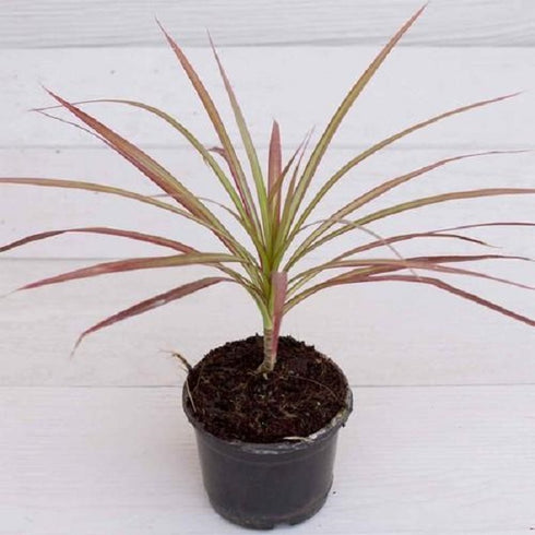 Dracaena Colorama - Plant