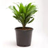 Dracaena Compacta - Plant