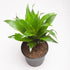 Dracaena Compacta - Plant