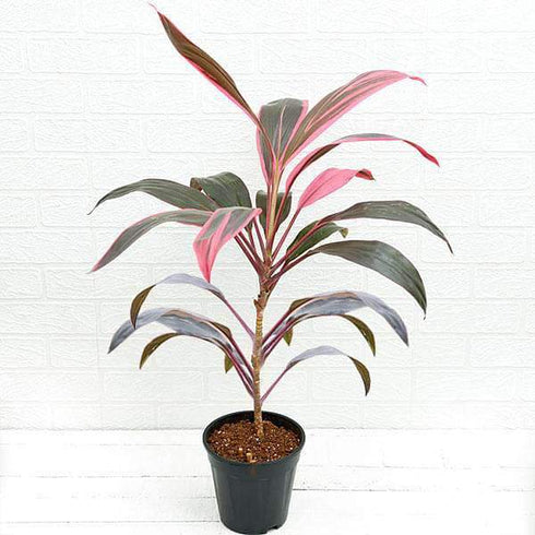 Dracaena Mahatma, Cordyline Terminalis - Plant