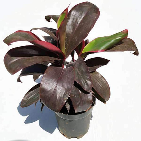 Dracaena Mysore Ruby, Dracaena Baby Doll - Plant