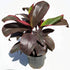 Dracaena Mysore Ruby, Dracaena Baby Doll - Plant
