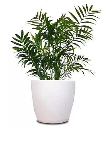 Emerald Pot (8 inch)