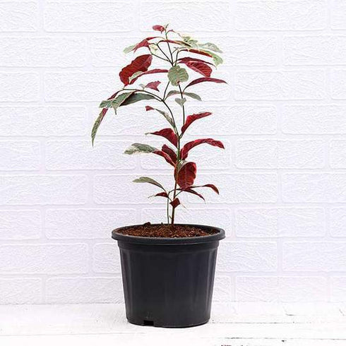 Excoecaria cochinchinensis / Chinese Croton / Laila majnu plant