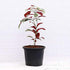 Excoecaria cochinchinensis / Chinese Croton / Laila majnu plant