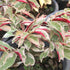 Excoecaria cochinchinensis / Chinese Croton / Laila majnu plant