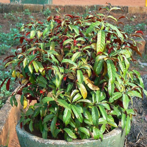 Excoecaria Bicolor Variegated, Chinese Croton - Plant