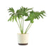 Philodendron, Selloum - Plant