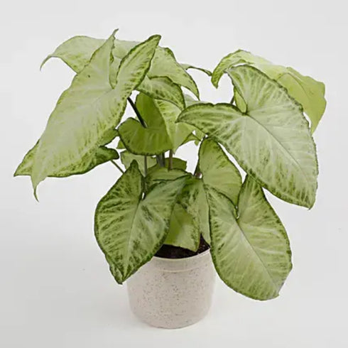 Syngonium Green Plant