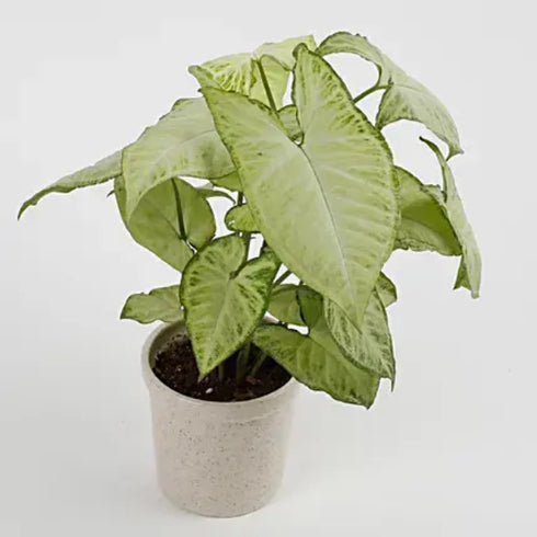 Syngonium Green Plant