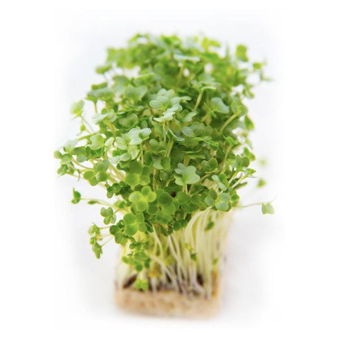 Garden Cress - OP Microgreen Seeds