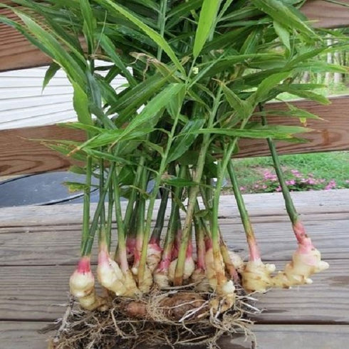 Green Ginger - Organic Vegetable Plants