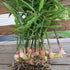 Green Ginger - Organic Vegetable Plants