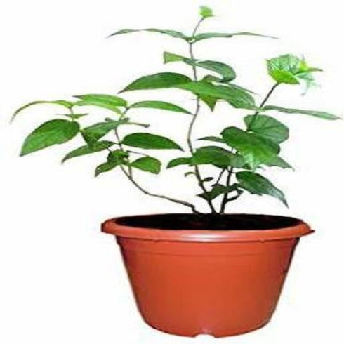 Harsingar Plant / Parijat Plant