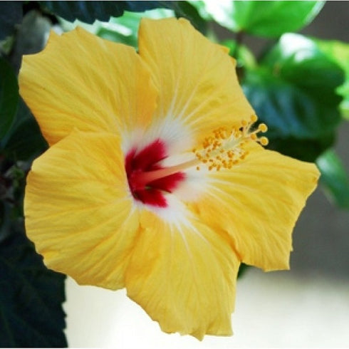 Hibiscus, Gudhal Flower Plant