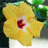 Hibiscus, Gudhal Flower Plant