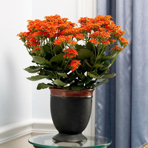 Kalanchoe Orange Flowering Plant