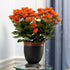 Kalanchoe Orange Flowering Plant