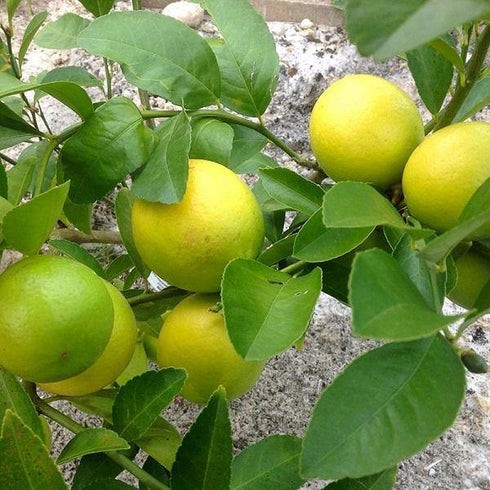 Kagzi Lemon Plant - (<em>Citrus Limonum</em>) - Year round fruiting
