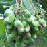 Cashew Nut / Kaju Plant - (<em>Anacardium occidentale</em>)