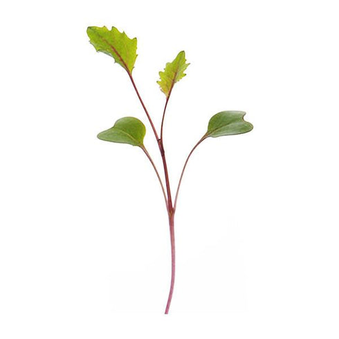 Kohl Rabi Purple - OP Microgreen Seeds