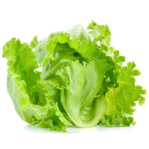 Lettuce Iceberg - OP Vegetable Seeds