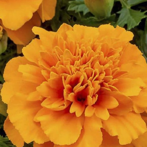 Marigold Gulzafri (Orange) - OP Flower Seeds