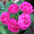 Miniature Rose, Button Rose (Multiple) - Plant
