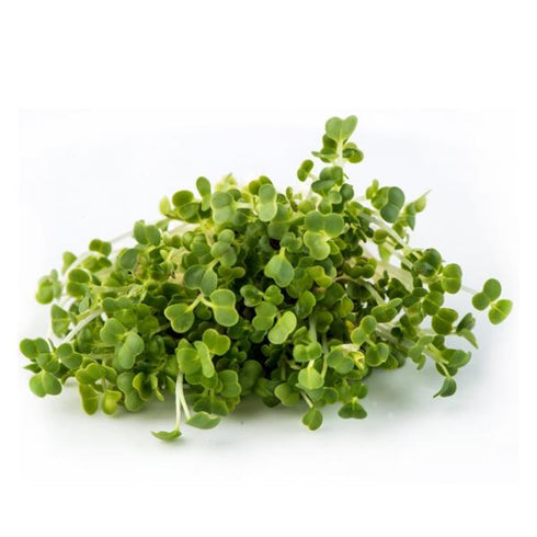 Mizuna - OP Microgreen Seeds