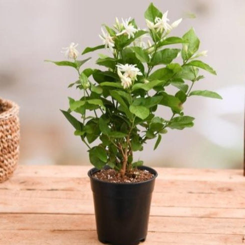 Mogra, Arabian Jasmine - Jasminum sambac - Live Plant