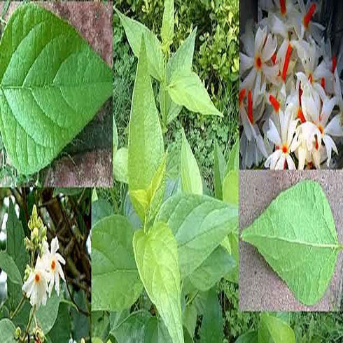 Harsingar Plant / Parijat Plant