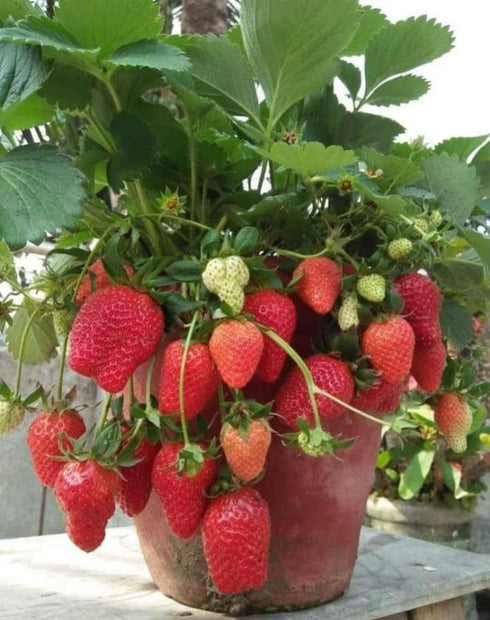 Strawberry Plant