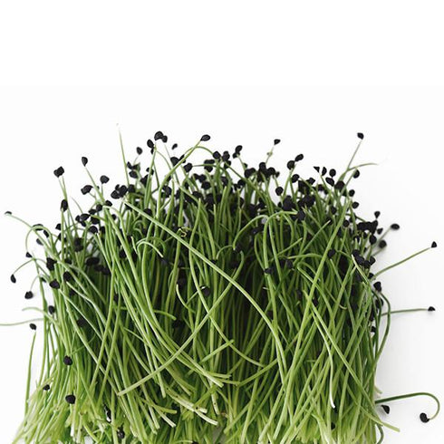 Onion Microgreen - OP Microgreen Seeds