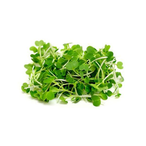 Pak Choi - OP Microgreen Seeds
