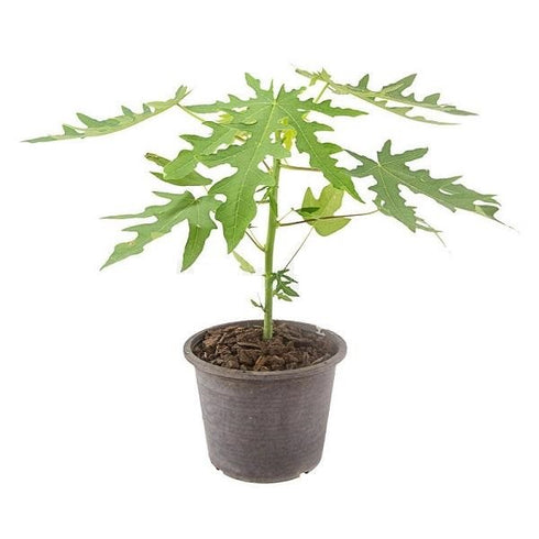 Papaya/Papita (Hybrid) Plants