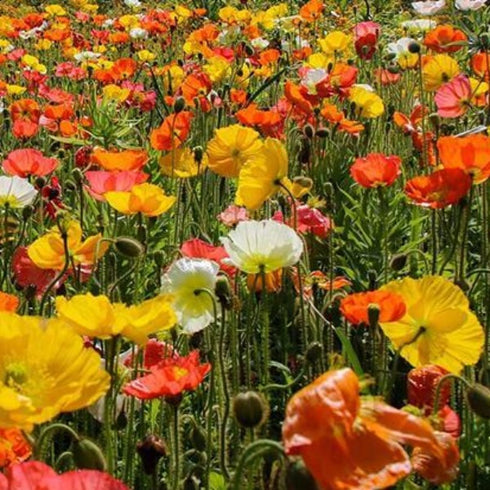Papaver Iceland Mixed - OP Flower Seeds