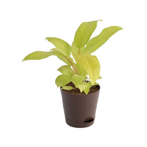 Philodendron Ceylon Golden - Plant