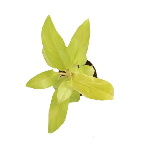 Philodendron Ceylon Golden - Plant