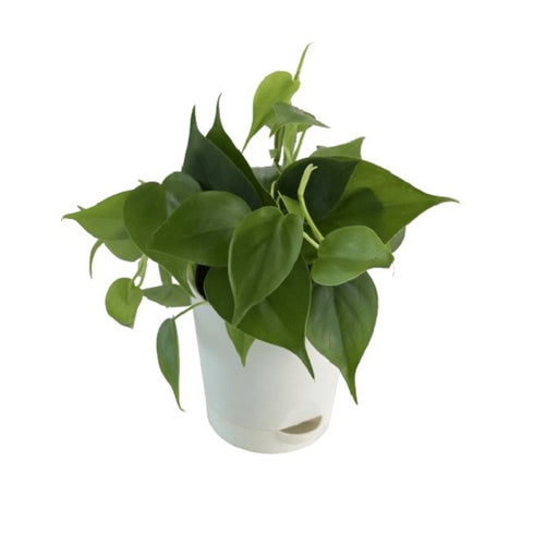 Philodendron Ceylon (Green) - Plant