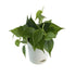 Philodendron Ceylon (Green) - Plant