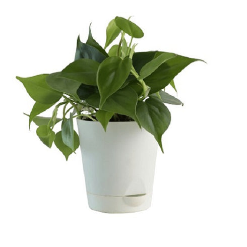 Philodendron Ceylon (Green) - Plant