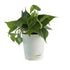 Philodendron Ceylon (Green) - Plant
