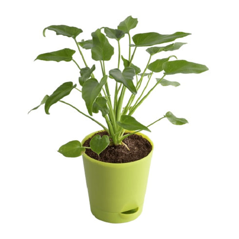 Philodendron xanadu Green - Plant