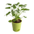 Philodendron xanadu Green - Plant