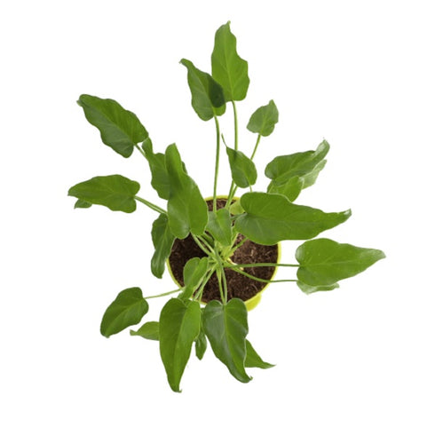 Philodendron xanadu Green - Plant