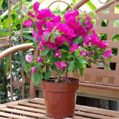Bougainvillea - Plant