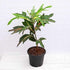 Croton Plant, Codiaeum variegatum (Duck Foot) - Plant