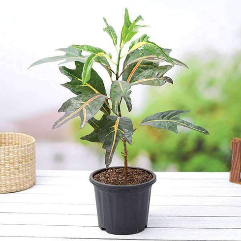 Croton Plant, Codiaeum variegatum (Duck Foot) - Plant